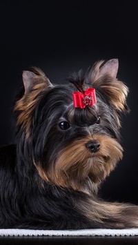 Yorkshire terrier z czerwoną kokardką