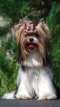 Yorkshire terrier z kokardką