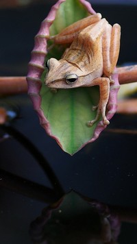 Żaba na liściu