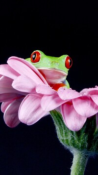 Żaba na różowym kwiatku
