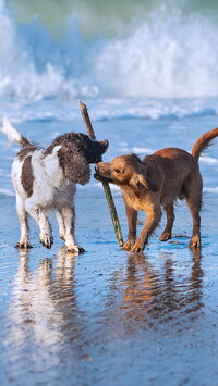 Zabawa dwóch psów na plaży