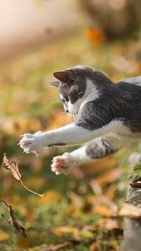 Zabawa kota z jesiennym liściem
