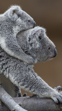 Zabawne misie koala