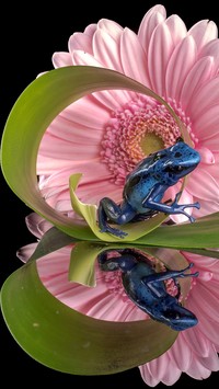 Żabka na listku różowej gerbery nad wodą w odbiciu