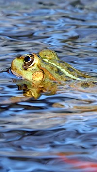 Żabka  w kąpieli
