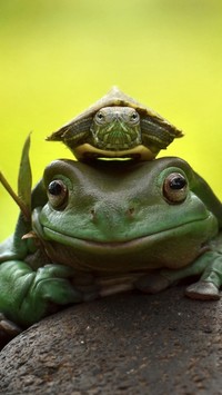 Żabka z żółwikiem na głowie siedząca na kamieniu