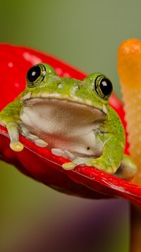 Żabka zielona na czerwonym anturium
