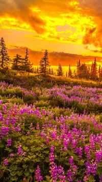 Zachód słońca nad Parkiem Narodowym Mount Rainier