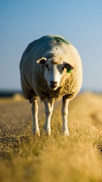 Zagubiona owieczka