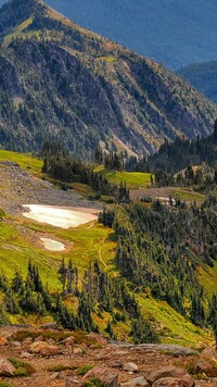 Zalesione góry w Parku Narodowym Mount Rainier