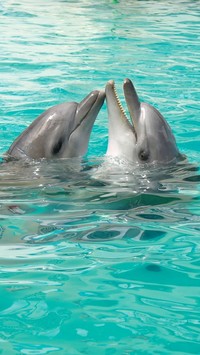 Zaloty delfinów