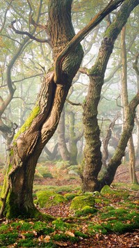 Zamglony Park Narodowy Peak District