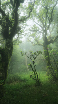 Zamglony zielony las