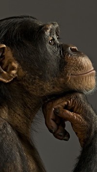 Zamyślony szympans z profilu