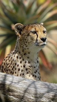 Zapatrzony gepard