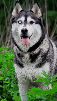 Zapatrzony  siberian husky