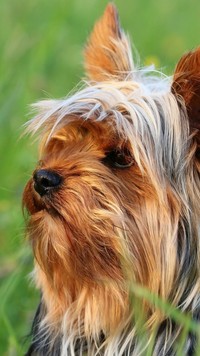 Zapatrzony yorkshire terrier na łące