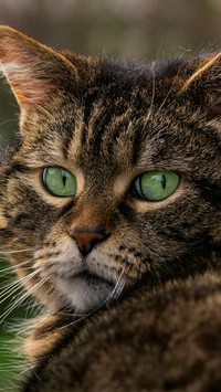 Zaskoczone zielone oczy kota