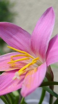 Zephyranthes Rosea