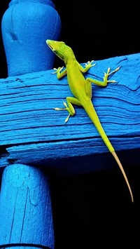 Zielona jaszczurka na niebieskim płocie