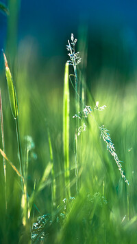 Zielona trawa w rozmyciu