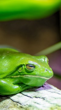 Zielona żaba na konarze