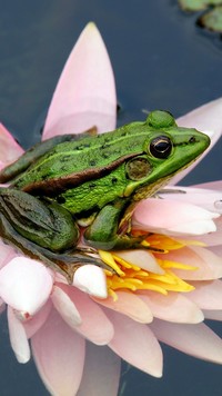 Zielona żaba na lilii wodnej