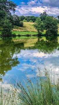 Zielone drzewa i trawa nad stawem