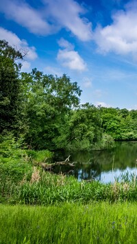 Zielone drzewa i trawy nad stawem