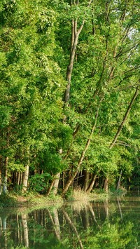 Zielone drzewa nad rzeką