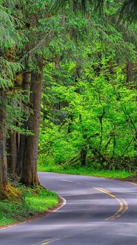 Zielone drzewa przy drodze w lesie