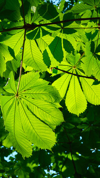 Zielone liście kasztanowca