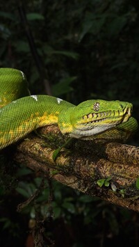 Zielony boa corallus batesii