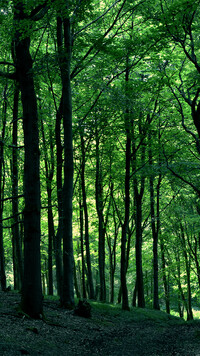 Zielony las liściasty
