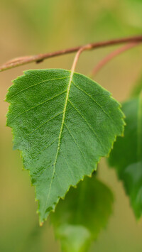 Zielony listek brzozy