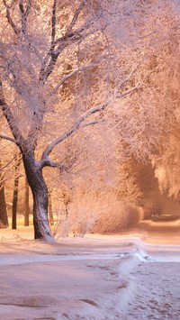Zimowa ścieżka przez park