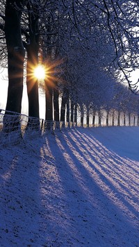 Zimowe drzewa w promieniach słońca