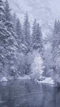 Zimowy las nad rzeką