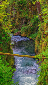 Złamane drzewo nad rzeką Sol Duc