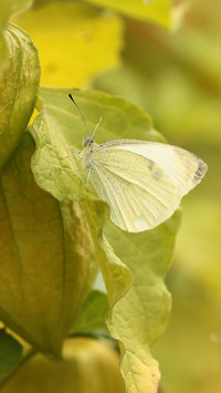 Zmęczony bielinek