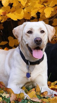 Zmęczony labrador