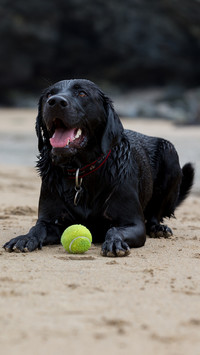 Zmęczony pies z piłką na plaży