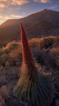 Żmijowiec rubinowy na tle góry Teide