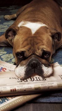 Znudzony pies z mordką na gazecie