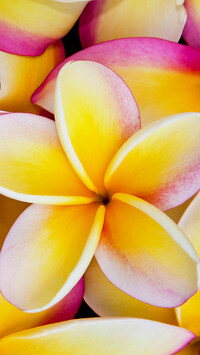 Żółta plumeria