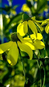 Żółta rudbekia lśniąca