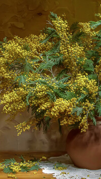 Żółte gałązki akacji w wazonie