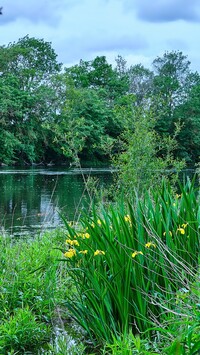 Żółte irysy wodne nad rzeką Cher River