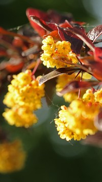 Żółte kwiaty berberysu
