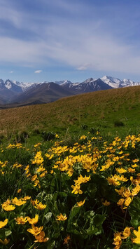 Żółte kwiaty i góry w oddali